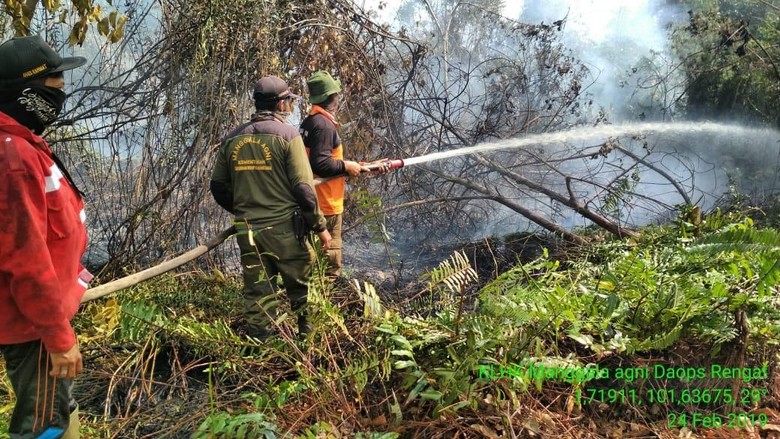 Taman Nasional Tesso Nilo Kembali Terbakar, Gajah Jinak Diungsikan