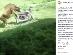 Kebelet Kawin, Sapi Ini Lampiaskan ke Motor
