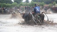 Foto: Bukan Madura, Ini Karapan Sapi di Probolinggo yang Juga Seru!