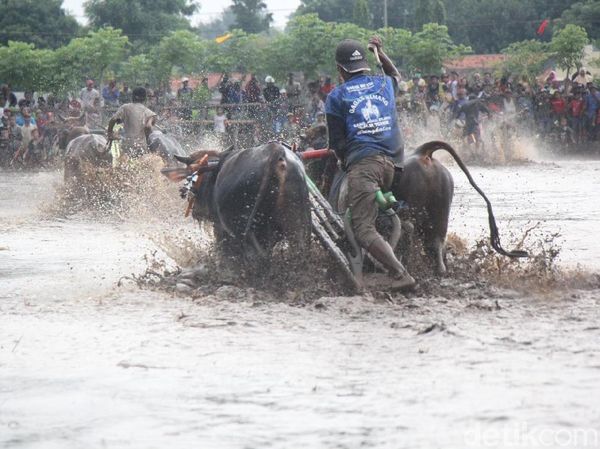 Foto: Bukan Madura, Ini Karapan Sapi di Probolinggo yang Juga Seru!