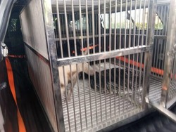 Satpol PP Tangkap 2 Anjing Liar yang Gigit Warga di Duren Sawit