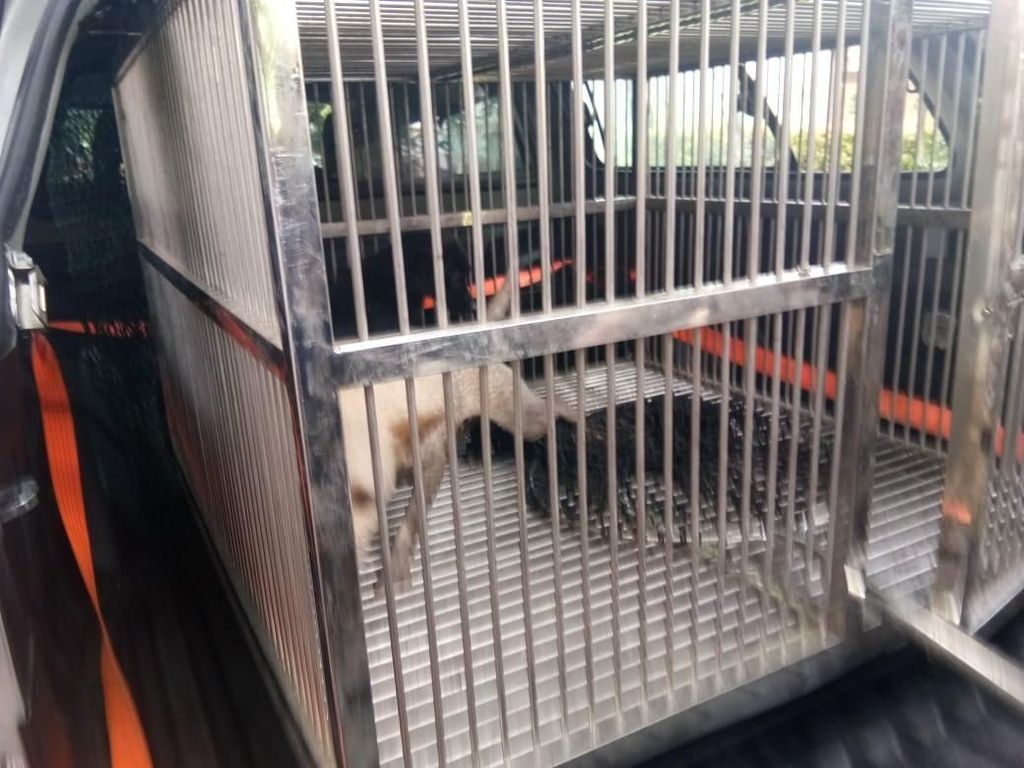 Satpol PP Tangkap 2 Anjing Liar yang Gigit Warga di Duren Sawit Satpol PP Tangkap 2 Anjing Liar yang Gigit Warga di Duren Sawit