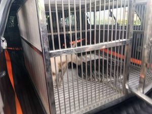 Satpol PP Tangkap 2 Anjing Liar yang Gigit Warga di Duren Sawit Satpol PP Tangkap 2 Anjing Liar yang Gigit Warga di Duren Sawit