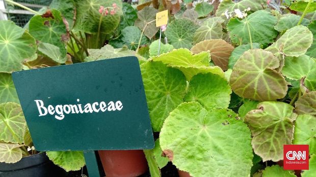 Tumbuhan begonia dapat dikembangkan dengan cara