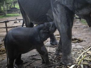 Gajah-gajah Remaja Saling Bunuh di Afrika karena Butuh Figur Ayah