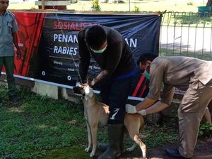 21 Orang Kena Rabies di Kolut Sultra 21 Orang Kena Rabies di Kolut Sultra