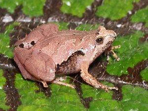 Katak Asli Indonesia Ke-407 Ditemukan, Diberi Nama Gadjah Mada Katak Asli Indonesia Ke-407 Ditemukan, Diberi Nama Gadjah Mada