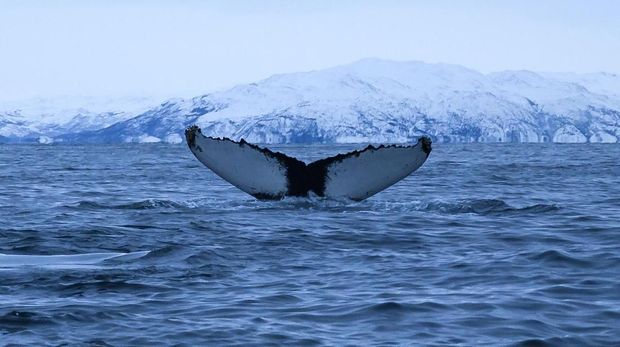 A Humpback whale immerses on January 15, 2019, north of Tromso, Northern Norway. - During winter, air temperature is between -5C and -10C, water temperature is +3C. (Photo by Olivier MORIN / AFP)