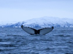 Viral Ikan yang Ngomongnya Berhenti-berhenti, Ternyata Ada yang Keliru