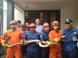 Ular Sanca 3 Meter Sembunyi di Rumah Warga di Pesanggrahan