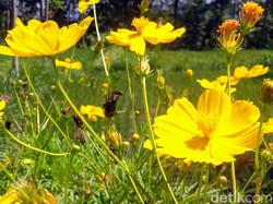 Cantiknya Desa di Bondowoso yang Penuh Bunga Bak di Belanda