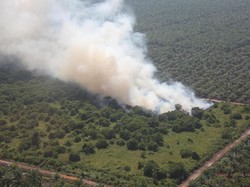 BNPB: Faktor Kebakaran Hutan Lebih Banyak Dilakukan Manusia