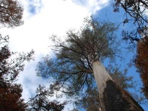 Diterjang Kebakaran Hutan, Pohon Setinggi 100 Meter Ini Tetap Bertahan