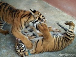 3 Harimau Sumatera Bermain di Kebun Karet di Riau, Warga Berlarian