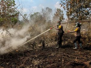 Karhutla di Jambi Meluas, Total 102 Hektare Terbakar Karhutla di Jambi Meluas, Total 102 Hektare Terbakar