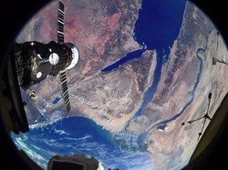 Seperti Apa Bumi Masa Lalu? DNA Sarang Hewan Ini Beri Jawaban