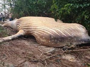 Langka! Bangkai Paus 7,9 Meter Ditemukan di Hutan Mangrove Brasil