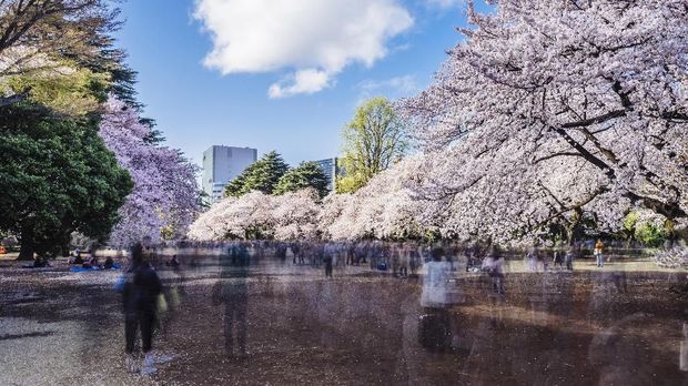 Cherry blossom season in Tokyo - Japan
