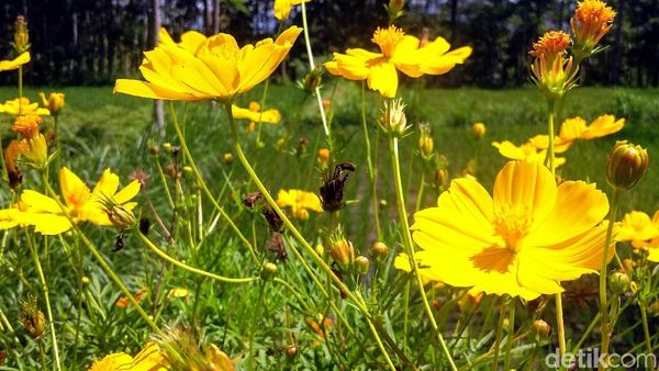 Bukan di Belanda, Ini Kebun Bunga di Bondowoso Lho