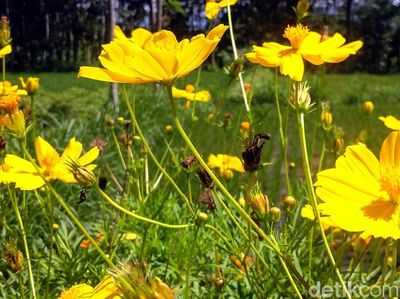 Bukan di Belanda, Ini Kebun Bunga di Bondowoso Lho