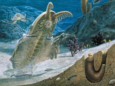 Ini Dickinsonia, Binatang Paling Tua di Dunia
