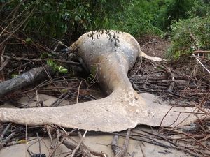 Video: Paus Bungkuk Mati Terdampar di Hutan Bakau Amazon