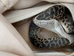 Pulang Liburan dari Australia, Nenek Ini Temukan Ular piton di Kopernya