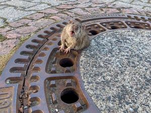Tikus Terjepit di Saluran Air, Petugas Damkar Jerman Turun Tangan