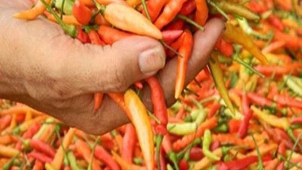 Huah! Pedasnya 8 Meme Cabe Ini Dijamin Bikin Lebih Happy