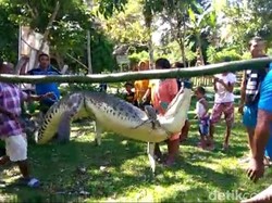 Kemunculan Buaya di Maluku dan Surabaya Gegerkan Warga