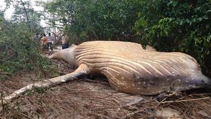 Paus Bungkuk Sepanjang 11 Meter Terdampar di Hutan Amazon