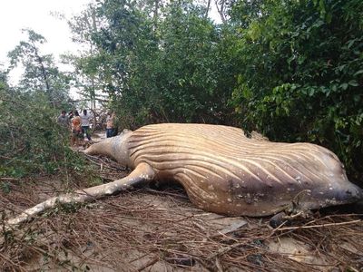 Paus Bungkuk Sepanjang 11 Meter Terdampar di Hutan Amazon
