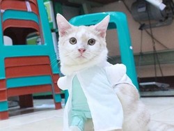 Wanita Ini Dihujat karena Lakukan Operasi Plastik Rp 20 Juta untuk Kucing