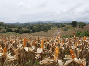73.000 Ton Jagung Impor dari Brasil Masuk RI