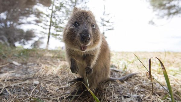 Gemasnya Quokka, Tikus Raksasa yang Suka Senyum