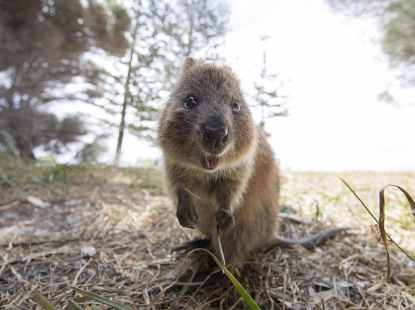 Gemasnya Quokka, Tikus Raksasa yang Suka Senyum
