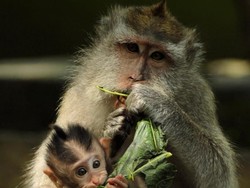 Kawanan Monyet Serbu Perkampungan di Tapanuli Sumut, Warga Ketakutan