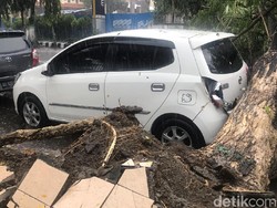 Hujan Deras dan Angin Kencang Landa Kediri, 3 Pohon Besar Tumbang