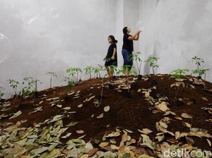 Menikmati Kebun Karet Mini Sambil Main Getah di Museum MACAN Menikmati Kebun Karet Mini Sambil Main Getah di Museum MACAN