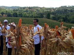 Jokowi Mau Indonesia Tak Lagi Impor Jagung