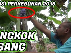 Kocaknya Penjelasan Pak Ndul, YouTuber Jawa Soal Mencangkok Pohon Pisang