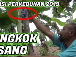 Kocaknya Penjelasan Pak Ndul, YouTuber Jawa Soal Mencangkok Pohon Pisang