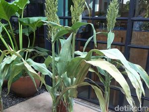 Sorgum Jadi Komoditas untuk Program Bantuan Benih Pangan di 2020