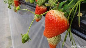 Foto: Wisata Petik Stroberi Khas Jepang