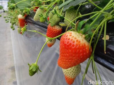 Foto: Wisata Petik Stroberi Khas Jepang