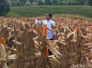 Pakai Kemeja Putih Lengan Digulung, Jokowi Panen Jagung