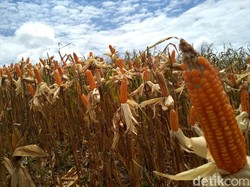 Jelang New Normal, Gorontalo Ekspor 12 Ribu Ton Jagung ke Filipina