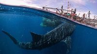 Jepretan Keren Finalis Sony World Photography 2019