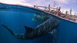 Jepretan Keren Finalis Sony World Photography 2019