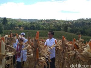 Jokowi Panen Jagung 1.392 Ha di Gorontalo